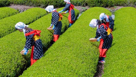 Tea pickers in traditional dress harvesting fresh green tea leaves from neatly trimmed rows on a plantation